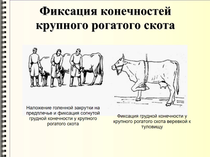 Фиксация конечностей крупного рогатого скота Наложение голенной закрутки на предплечье и фиксация согнутой грудной
